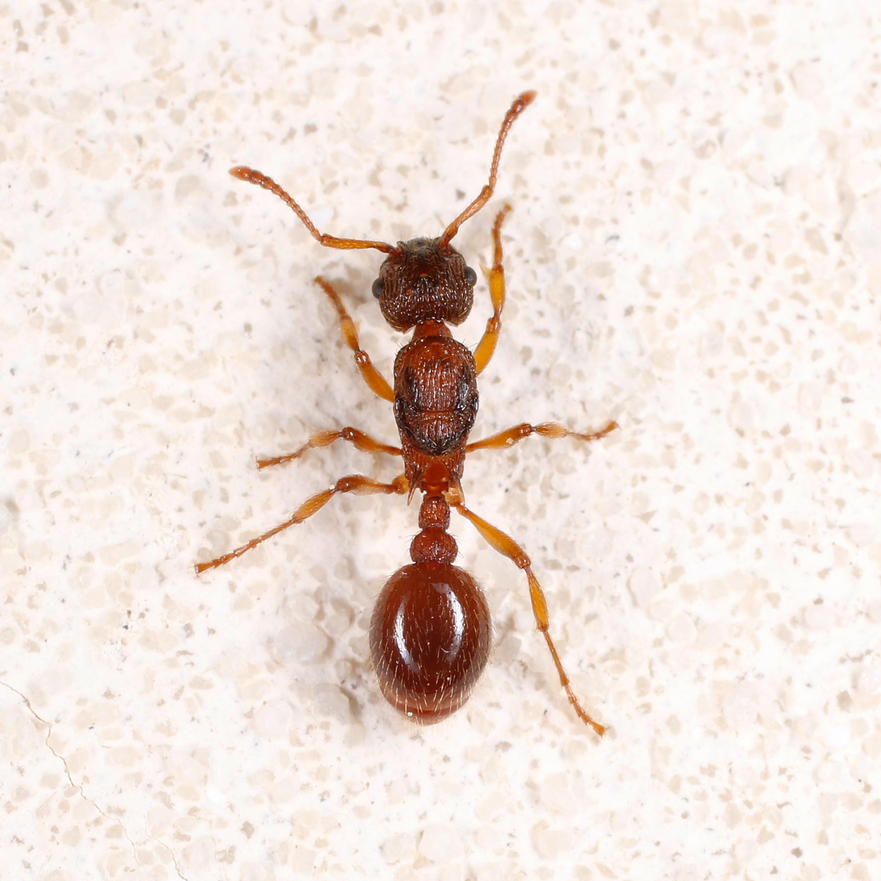 Formicidae: Myrmica... quale?